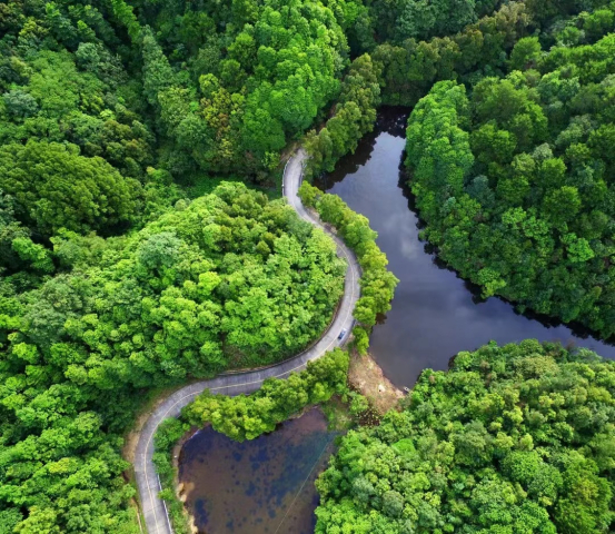 高明区云勇森林公园。