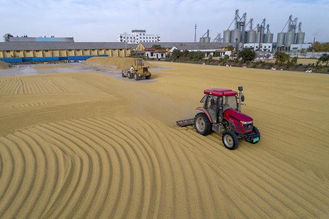 2020年11月3日，江苏淮安，在江苏省农垦农业发展股份有限公司白马湖分公司，工人在晒场上翻晒稻谷。视觉中国 资料图
