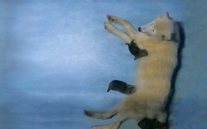 北极狼三胞胎。图/资料图片