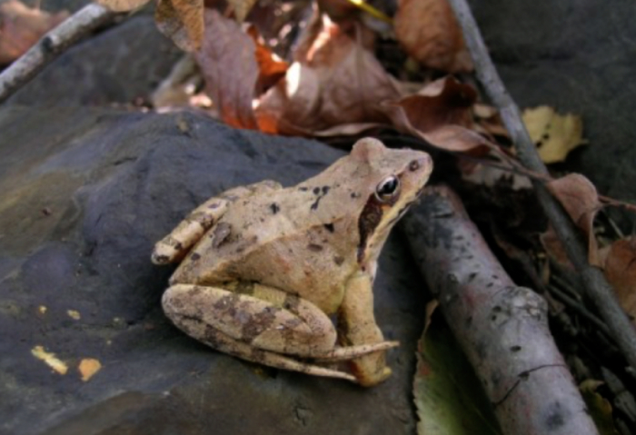 ▲中国林蛙。