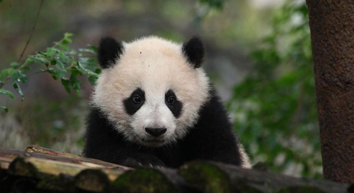 润玥。图片来源：成都大熊猫繁育研究基地