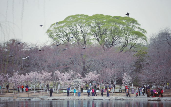 3月17日，玉渊潭公园的早春胜景。  新京报记者 薛珺 摄