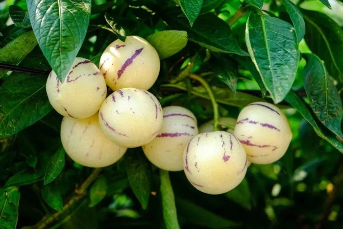 金黄饱满的人参果 付庭赏 摄