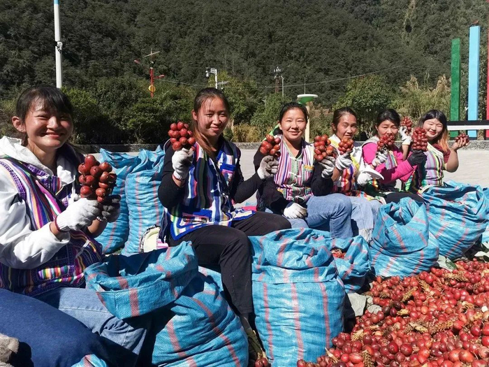 独龙族群众欢庆草果丰收 李寿华 摄