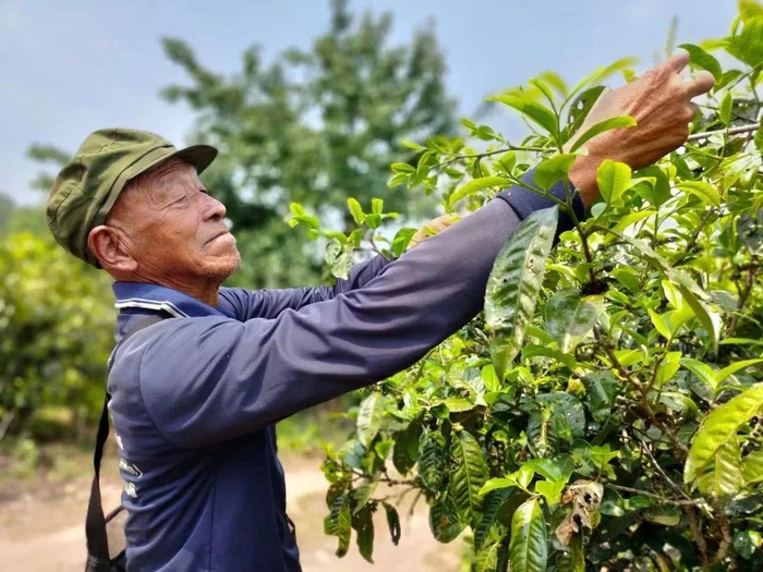 勐海县茶农采摘茶叶 张成 摄