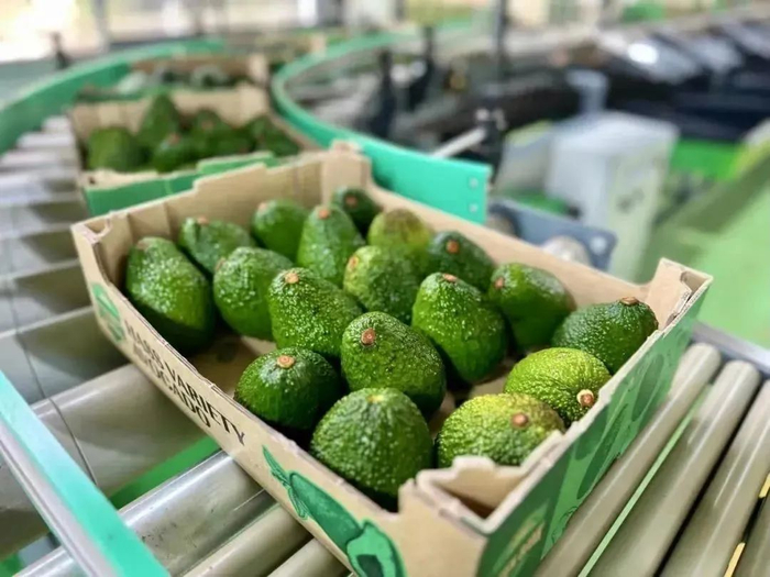 即将发往各地的牛油果 孟连县融媒体中心 供图