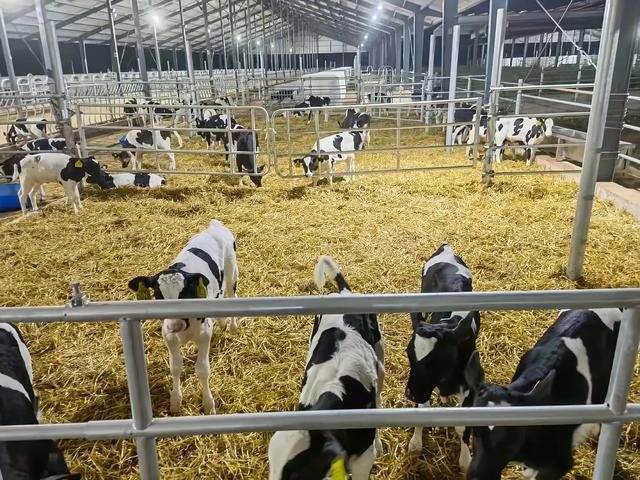 来思尔乳业的云端牧场，受访者供图。