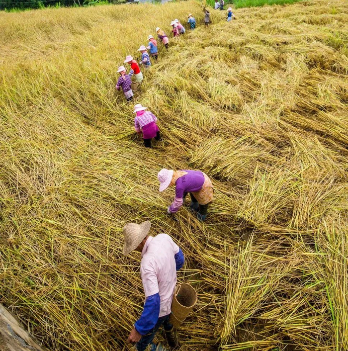 贡米之乡 蒋俊杰 摄