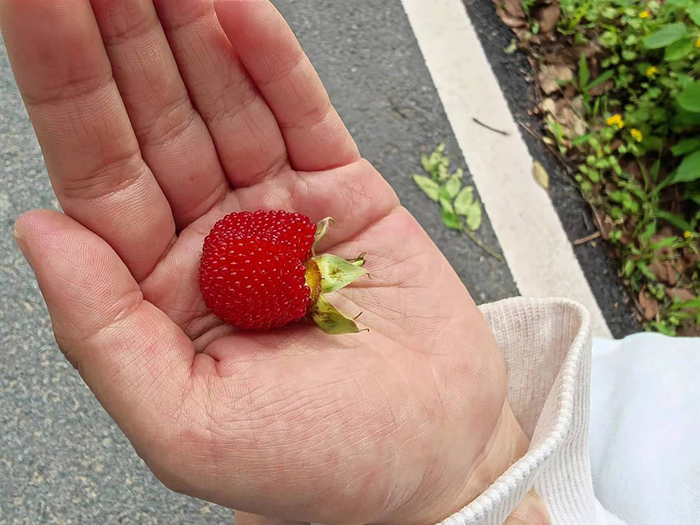 孩子徒步途中采摘野果