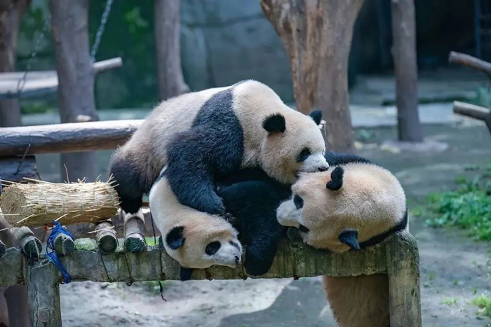 2023年4月29日，重庆市动物园，“四喜丸子”中三只大熊猫吃完大餐后开始打闹。视觉中国 图