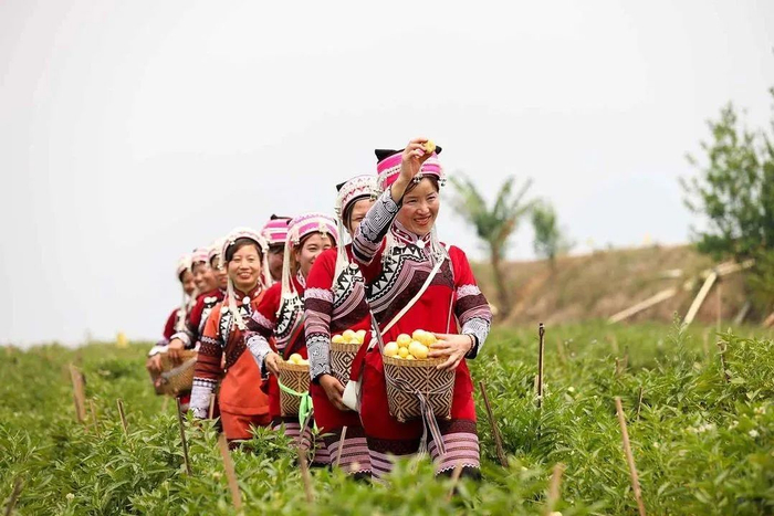 人参果喜获丰收 高飞 摄