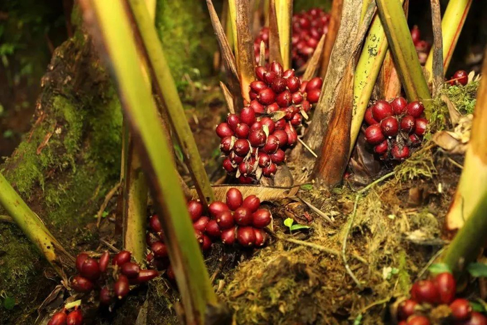 草果 李秋明 摄
