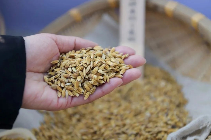 遮放贡米 石相定 摄