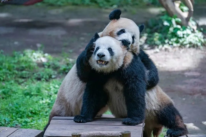 2023年4月29日，重庆市动物园，“四喜丸子”中两只大熊猫吃完大餐后开始打闹。视觉中国 图
