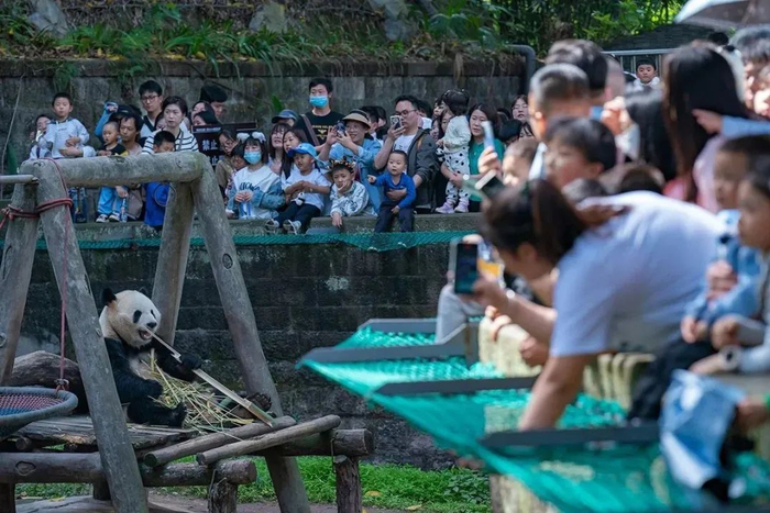 2023年4月29日，重庆市动物园，大熊猫人气爆棚。视觉中国 图