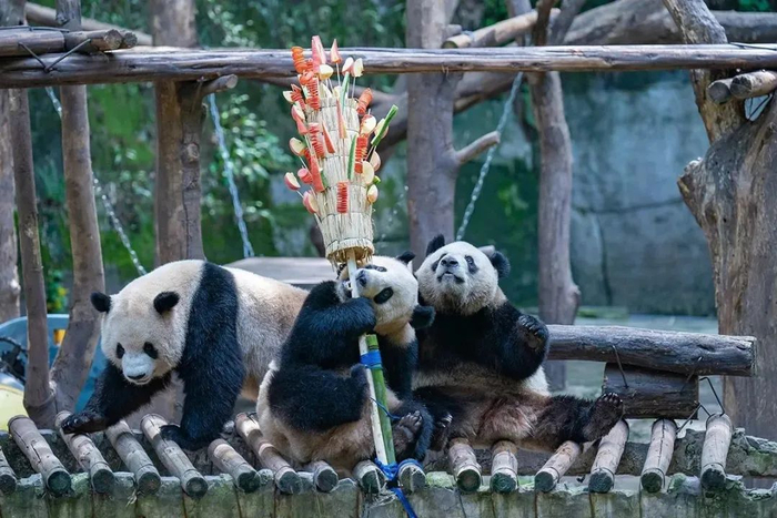 2023年4月29日，重庆市动物园，“四喜丸子”中三只大熊猫开始食用“冰糖葫芦”大餐。视觉中国 图