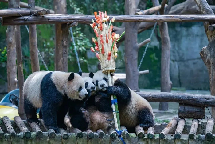 2023年4月29日，重庆市动物园，“四喜丸子”中三只大熊猫开始食用“冰糖葫芦”大餐。视觉中国 图