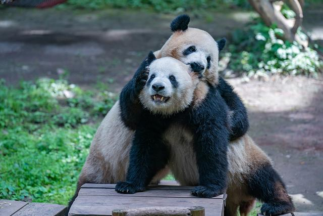 2023年4月29日，重庆市动物园，“四喜丸子”中两只大熊猫吃完大餐后开始打闹。视觉中国 图