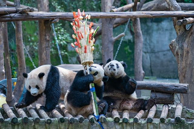 2023年4月29日，重庆市动物园，“四喜丸子”中三只大熊猫开始食用“冰糖葫芦”大餐。视觉中国 图