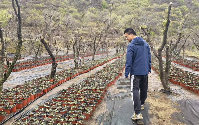 黄塔村第一书记杨军涛在查看浇水情况。新京报记者 王颖 摄