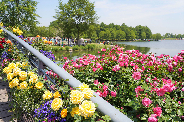 辰山植物园，月季盛放。