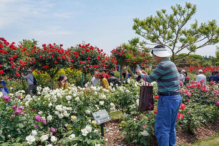 辰山植物园，众多游客前来赏月季。