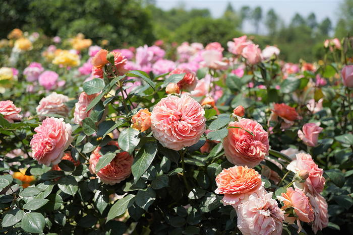 辰山植物园的月季。本文图片均为澎湃新闻记者 陈悦 图