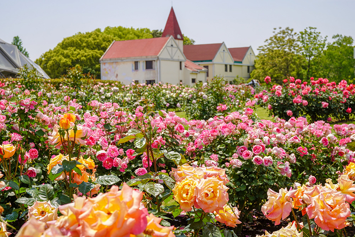 辰山植物园，多品种的月季正在绽放。