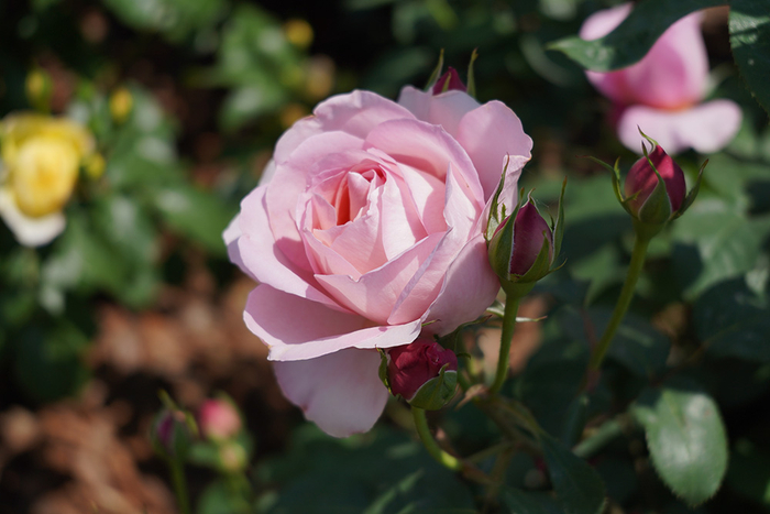 辰山植物园的月季