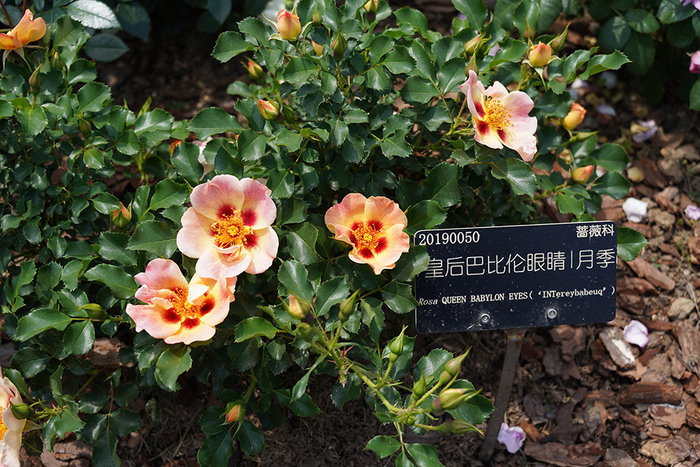 辰山植物园的月季花