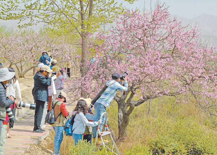 　　4月30日，海东市民和回族土族自治县马场垣乡下川口村桃花源景区内，游客被桃花吸引。西海全媒体记者 邓建青 通讯员 甘红武 摄