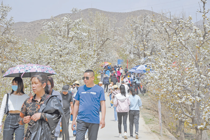 　　4月30日，海东市乐都区下寨村，游客观赏梨花。西海全媒体记者 邓建青 摄