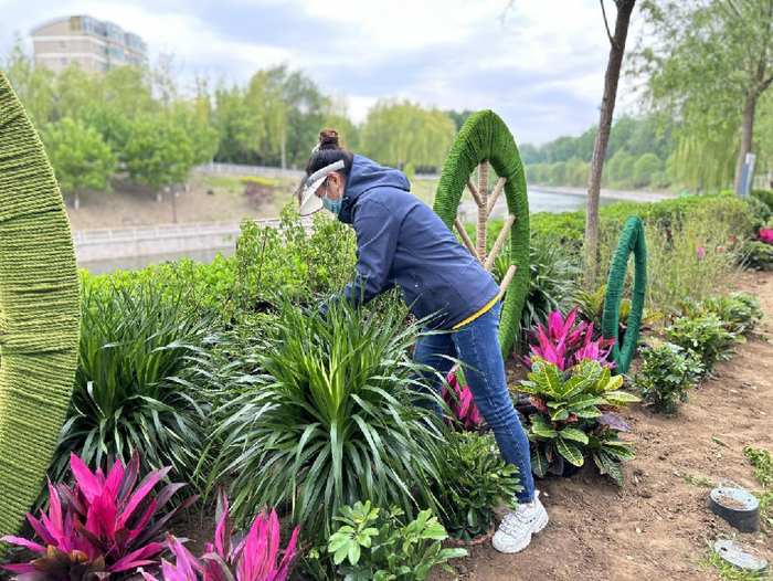 范友梅布置花境。受访者供图
