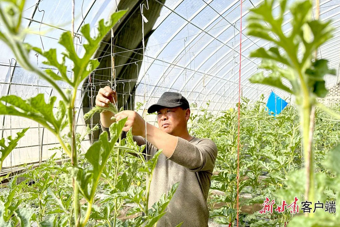 农户在日光温室查看西瓜藤蔓长势。