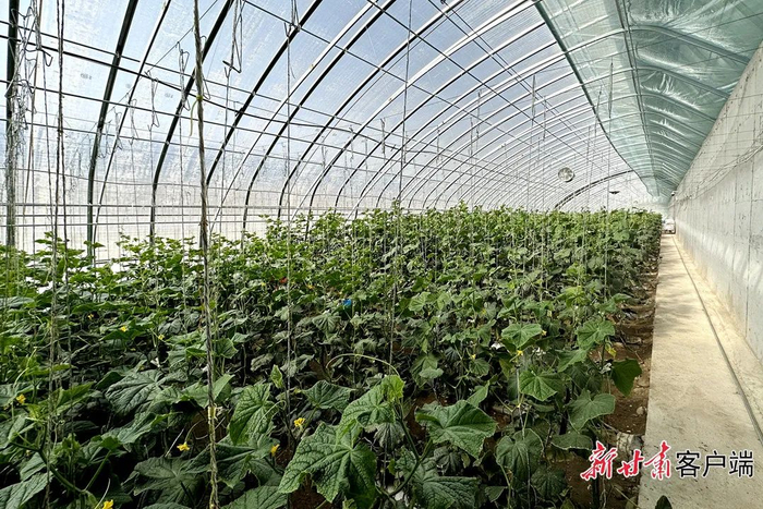 日光温室黄瓜进入采摘期。