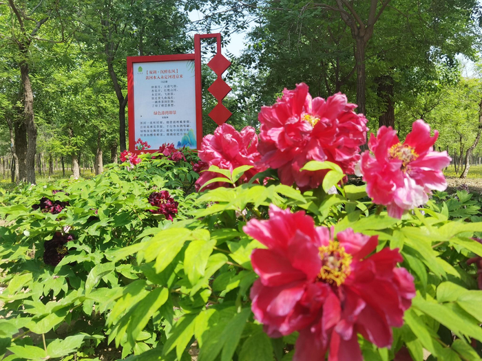 永定河绿色港湾花海中展示诗社成员创作的诗歌。新京报记者 曹晶瑞 摄