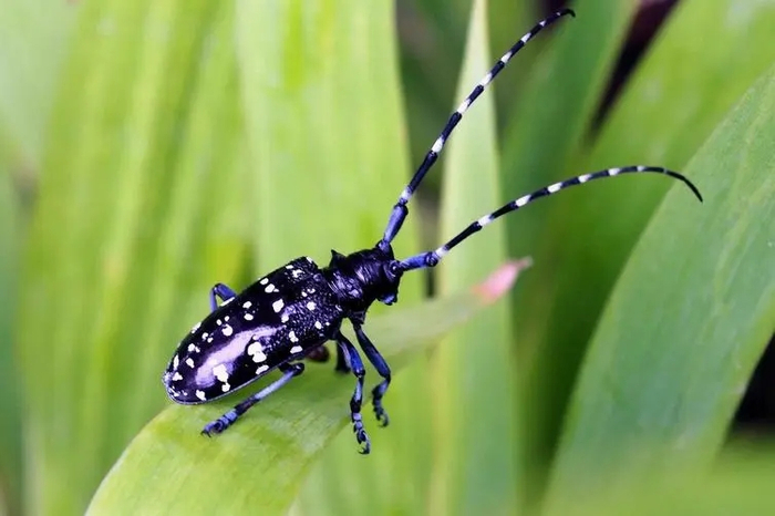 几种动物资料 中华裸角天牛多少钱