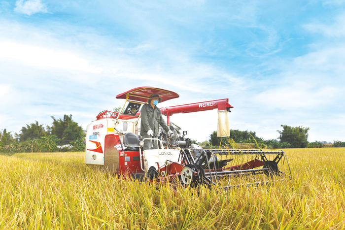     ◀居联村村民操作收割机在稻田中作业。（李敏生 摄）
