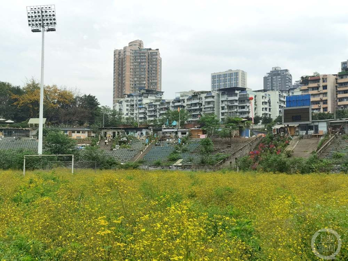 ▲现在的洋河体育场球场已经成了草场。   摄影/上游新闻记者 赵映骥