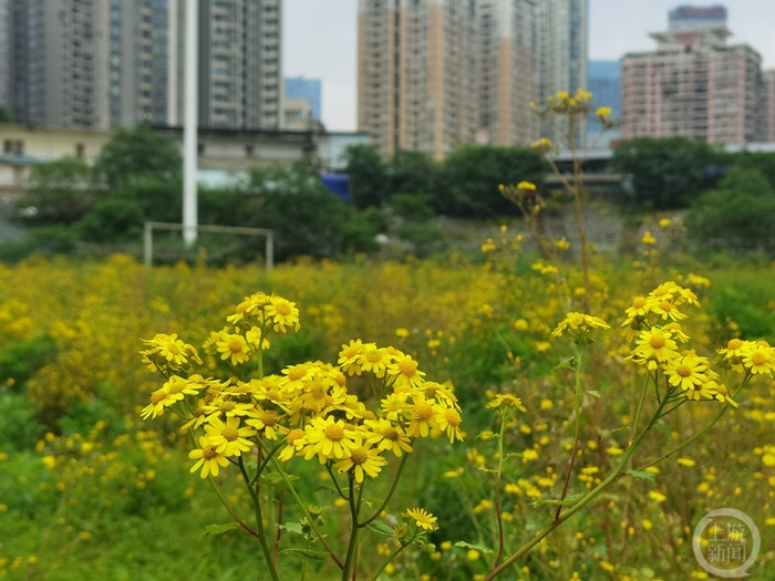 ▲野菊花在球场疯长。   摄影/上游新闻记者 赵映骥