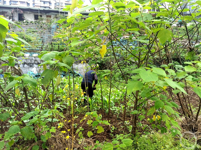 ▲有人在球场里种菜。   摄影/上游新闻记者 赵映骥