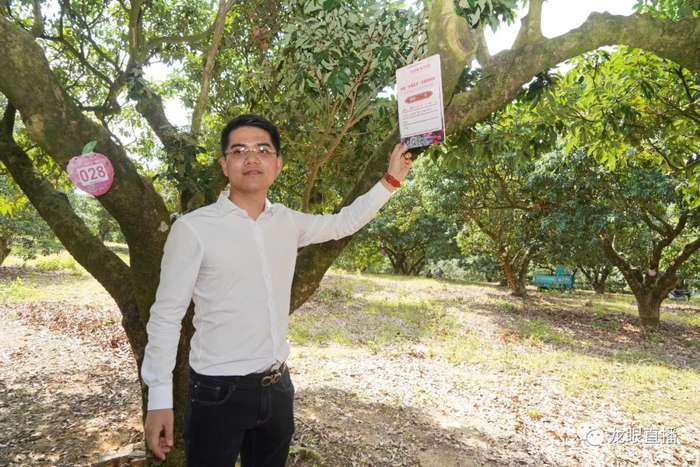 茂名市青年企业家协会副会长、茂名市正诚石油化工有限公司总经理潘小龙为荔枝树挂定制铭牌。