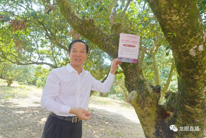 广东丽登饼业有限公司董事长陈衍广为荔枝树挂定制铭牌。