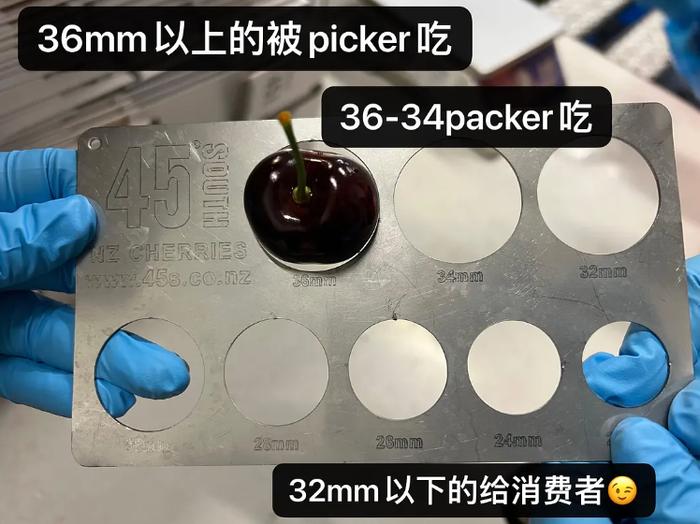 逃离狗屁工作，我去澳洲做快乐的日结工(去澳州打工挣钱吗)