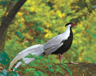 白鹇俗称“白鸡”,国家二级重点保护野生动物。　资料图片