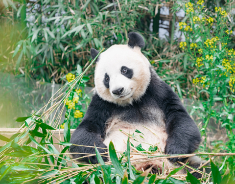 旅韩大熊猫“爱宝”。图片来自爱宝乐园官网