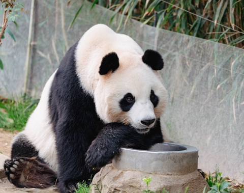 旅韩大熊猫“乐宝”。图片来自爱宝乐园官网