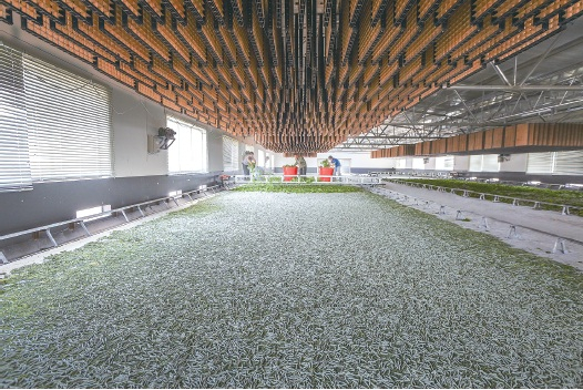 　　省力化蚕桑种养配套技术。　卞谦裔　摄