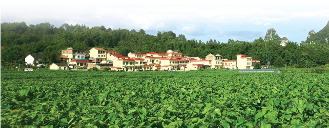 　　蚕桑产业助力乡村宜居宜业更美丽。　覃长根　摄