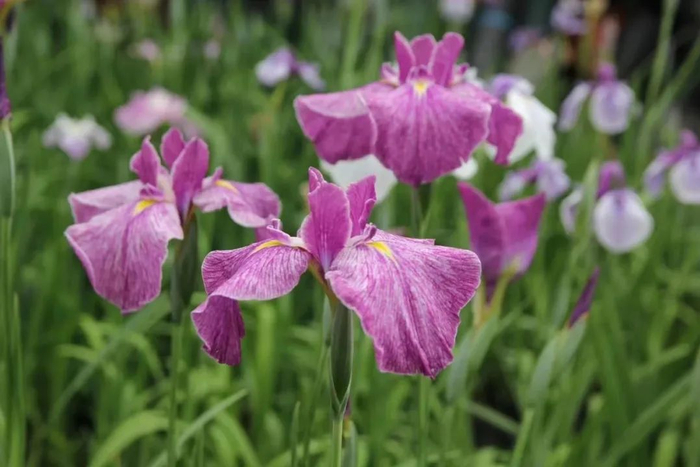 花菖蒲‘红叶之舞’